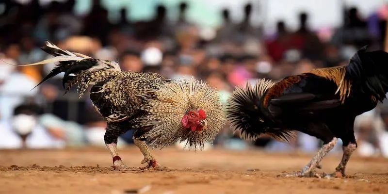 Mẹo và chiến lược khi chơi đá gà